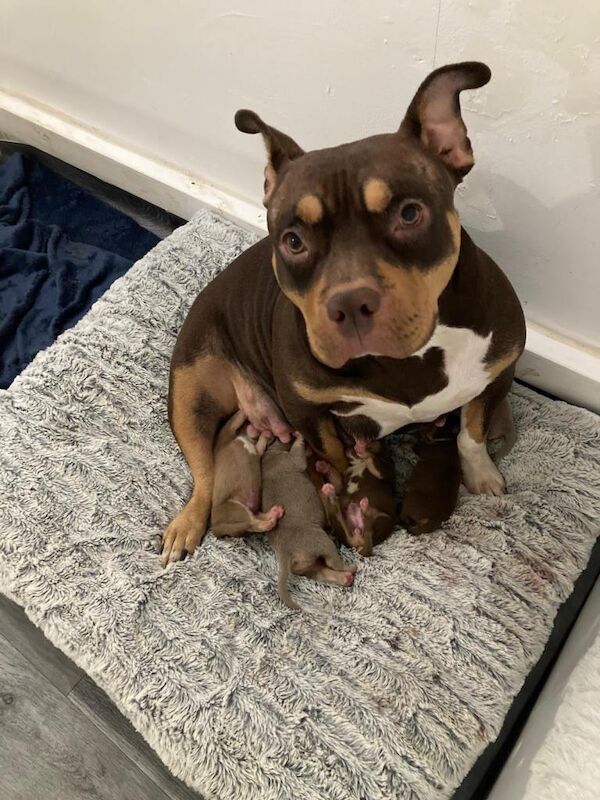 American Bully Puppies For Sale