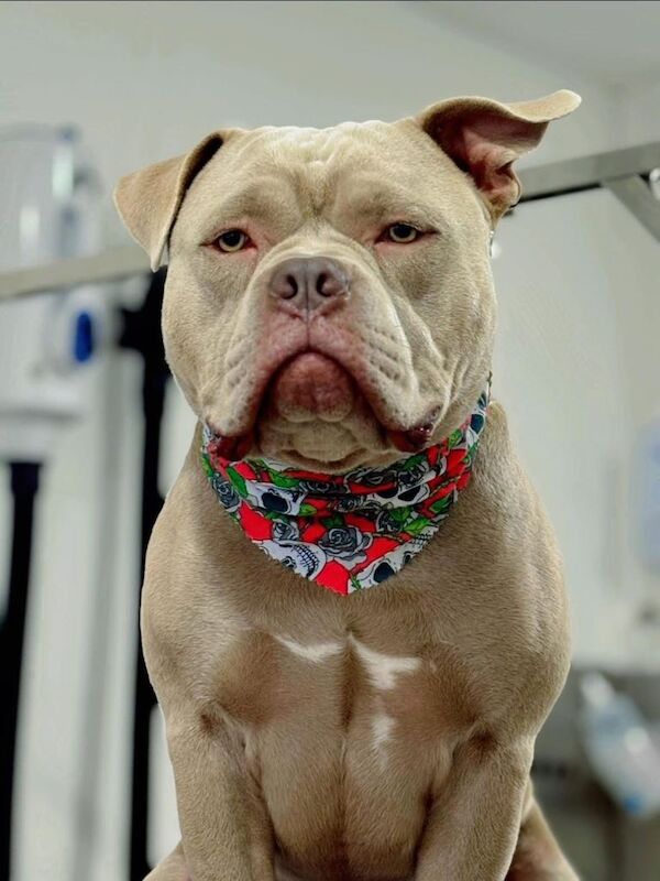 Pocket Bully 1 year 9 months ABKC REGISTERED