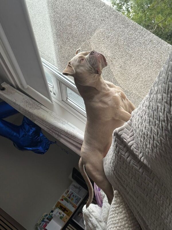 Pocket Bully 1 year 9 months ABKC REGISTERED - Image 2 of 5