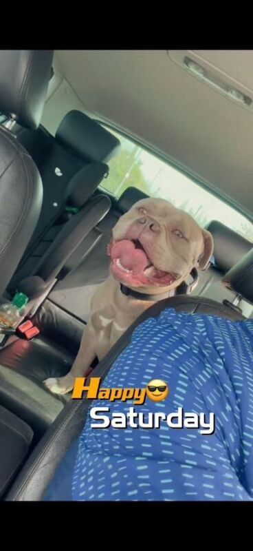 Pocket Bully 1 year 9 months ABKC REGISTERED - Image 3 of 5