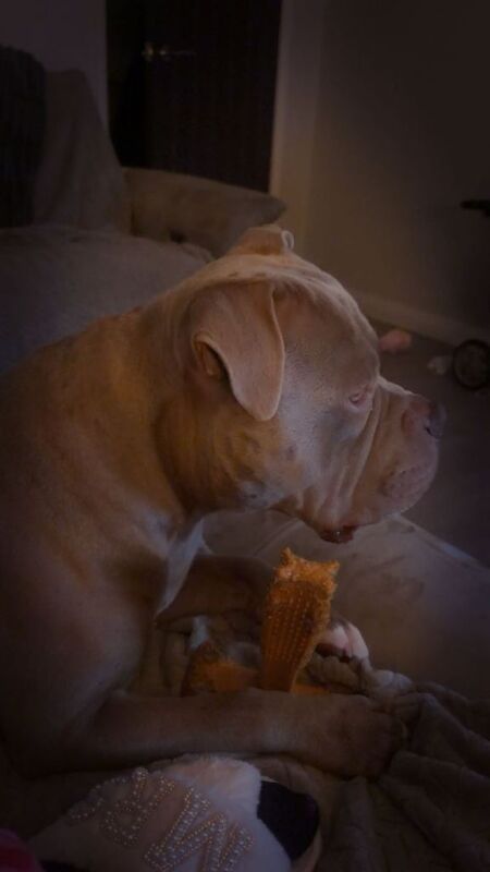 Pocket Bully 1 year 9 months ABKC REGISTERED - Image 4 of 5