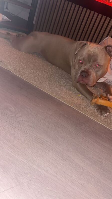 Pocket Bully 1 year 9 months ABKC REGISTERED - Image 5 of 5