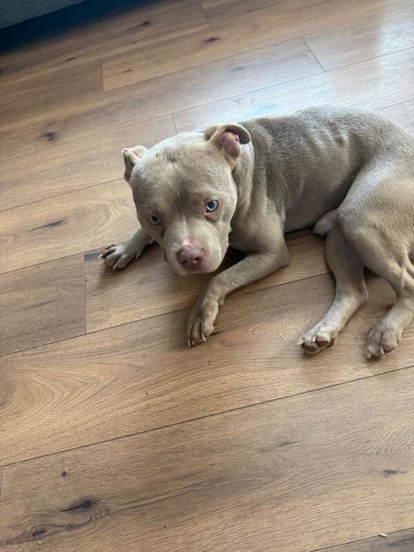 pocket bully 10 months old