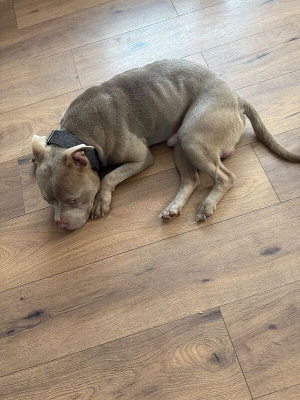 pocket bully 10 months old - Image 2 of 2