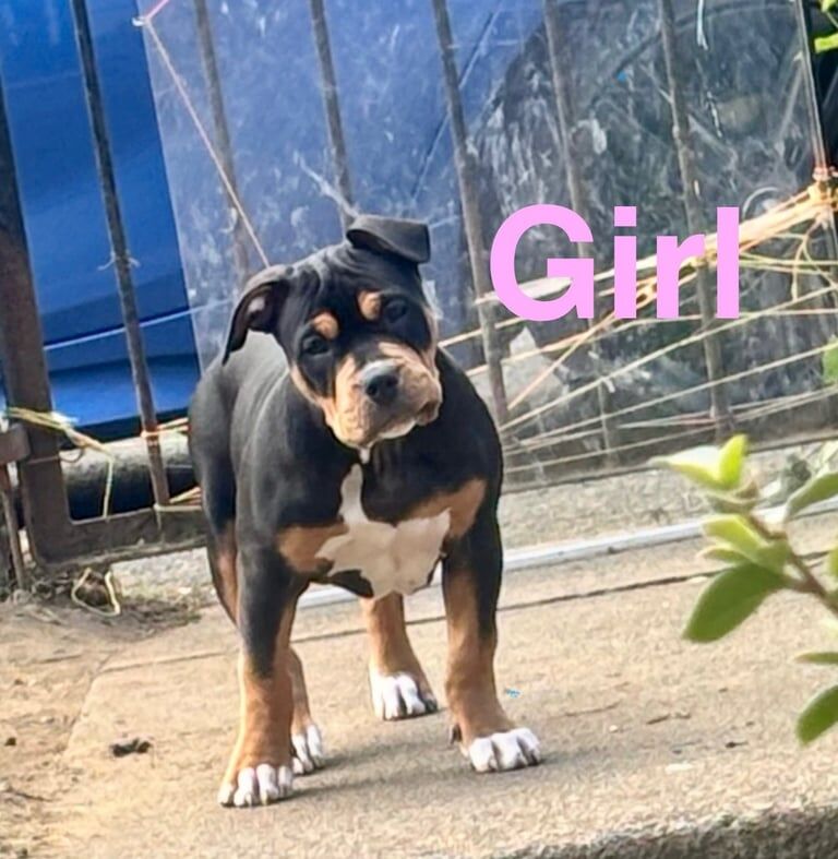 Kennel Club Registered American Bulldog Puppies For Sale