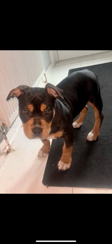 American Bulldog puppies for sale in Newbridge, City of Edinburgh – KC registered, 11 months old - Image 2 of 3