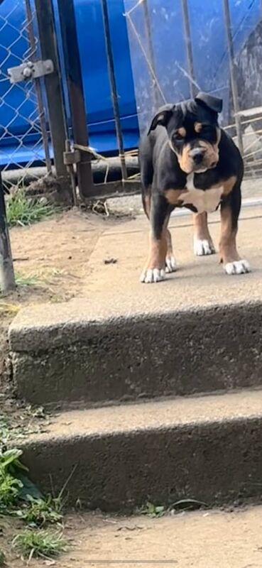 American Bulldog puppies for sale in Newbridge, City of Edinburgh – KC registered, 11 months old - Image 3 of 3