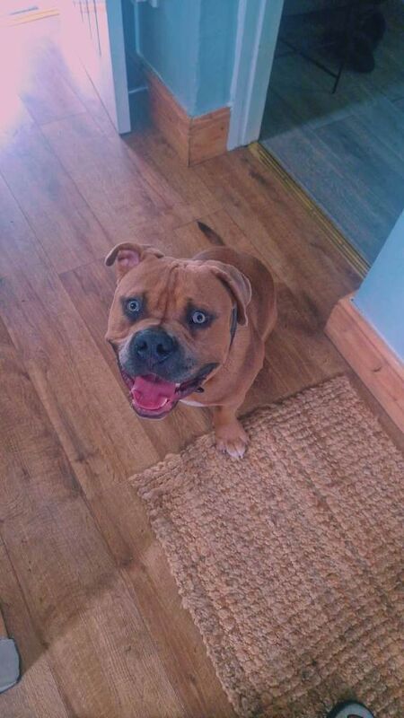 American Bulldog puppies for sale in Somercotes, Derbyshire – 1 year old - Image 2 of 3