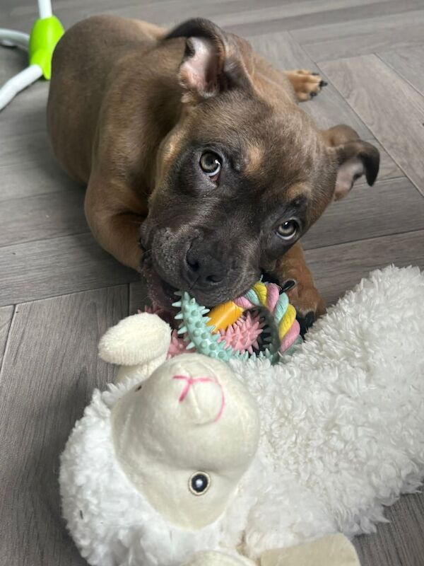 American Bulldog puppies for sale in Atherton, Greater Manchester – 3 months old