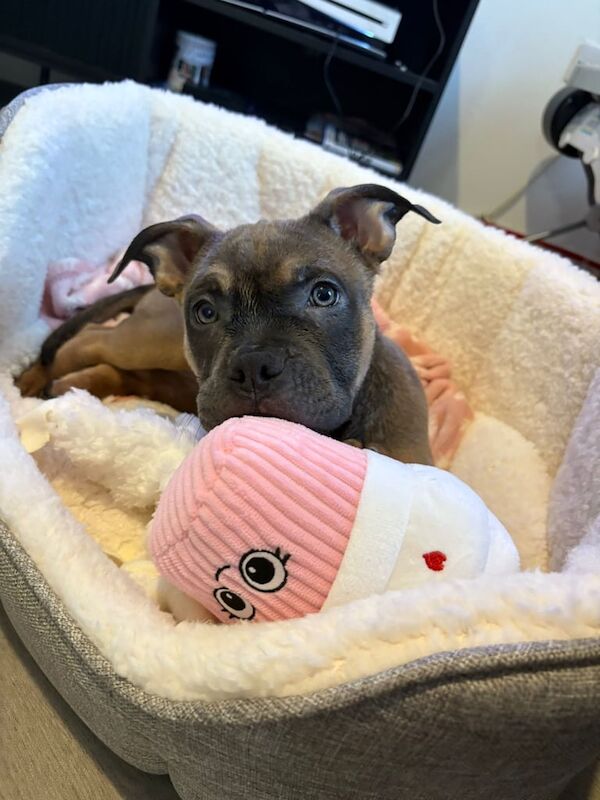 American Bulldog puppies for sale in Atherton, Greater Manchester – 5 months old - Image 2 of 3