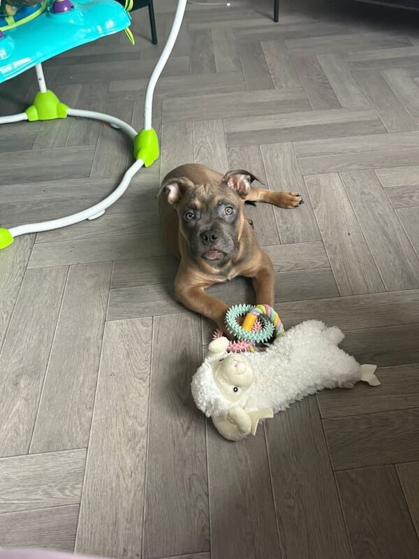 American Bulldog puppies for sale in Atherton, Greater Manchester – 5 months old - Image 3 of 3