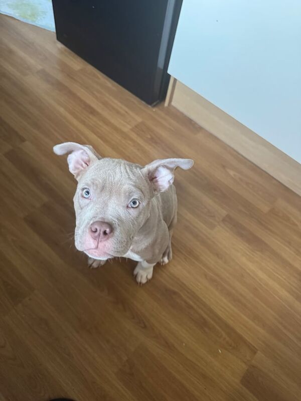 American Bulldog puppies for sale in Newton Aycliffe, Durham β 1 year old - Image 1 of 3