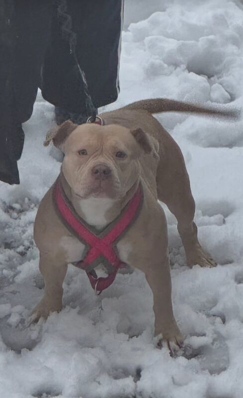 American Bulldog puppies for sale in Newton Aycliffe, Durham β 1 year old - Image 2 of 3