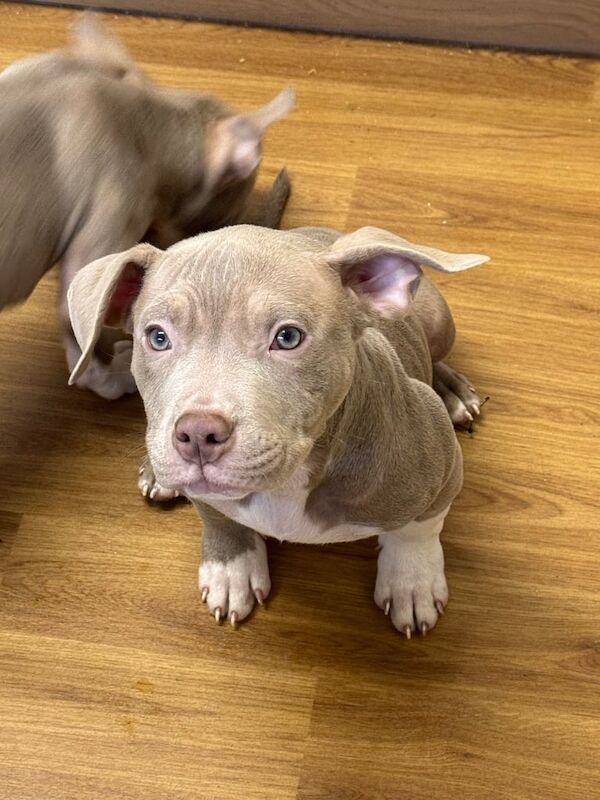 American Bulldog puppies for sale in Newton Aycliffe, Durham β 1 year old - Image 3 of 3
