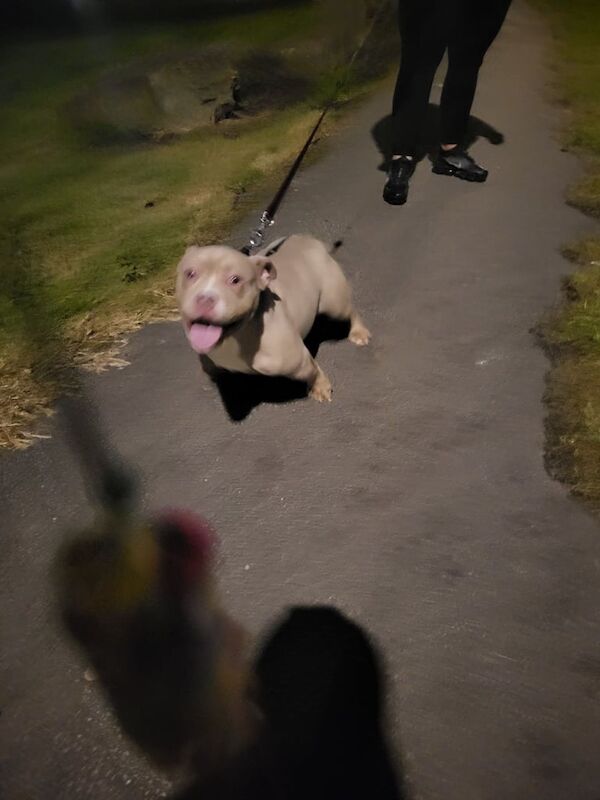 American Bulldog puppies for sale in Leeds, West Yorkshire – 1 year old - Image 2 of 3