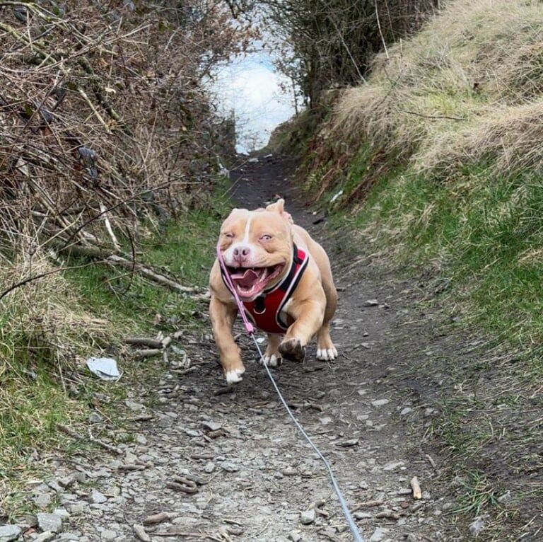American Bulldog puppies for sale in Rochdale, Greater Manchester – 1 year old - Image 1 of 3