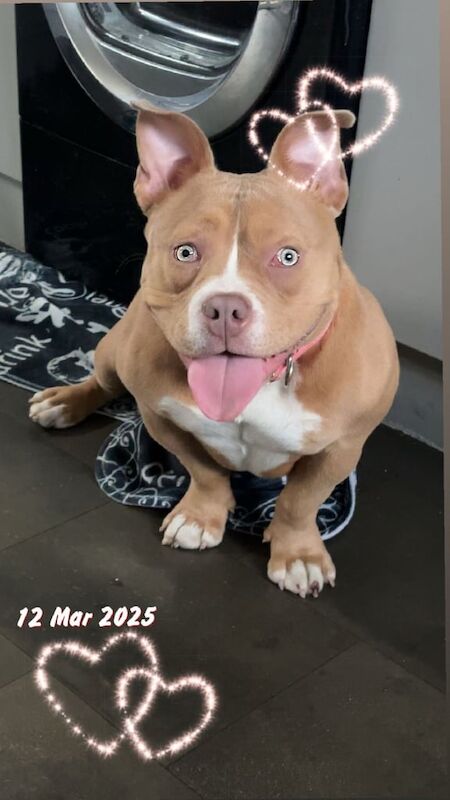 American Bulldog puppies for sale in Rochdale, Greater Manchester – 1 year old - Image 2 of 3