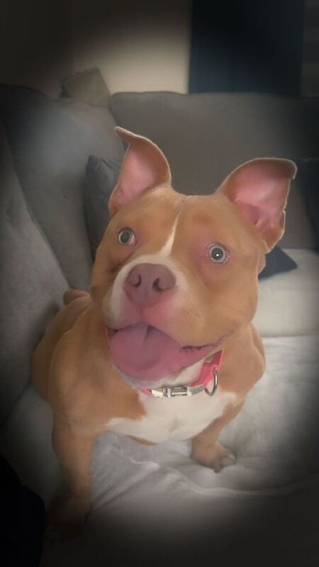 American Bulldog puppies for sale in Rochdale, Greater Manchester – 1 year old - Image 3 of 3