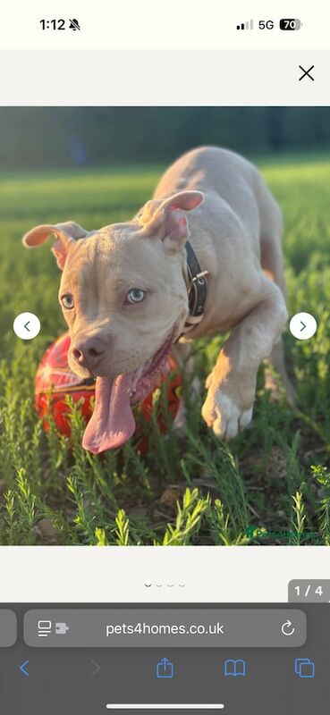 American Bulldog puppies for sale in Derby, Derbyshire – 7 months old