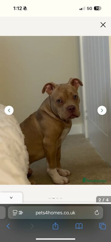 American Bulldog puppies for sale in Derby, Derbyshire – 7 months old - Image 2 of 2