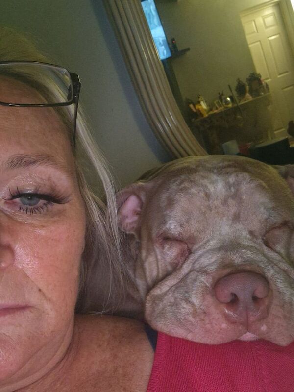 American Bulldog puppies for sale in North Hayling, Hampshire – KC registered, 1 year old