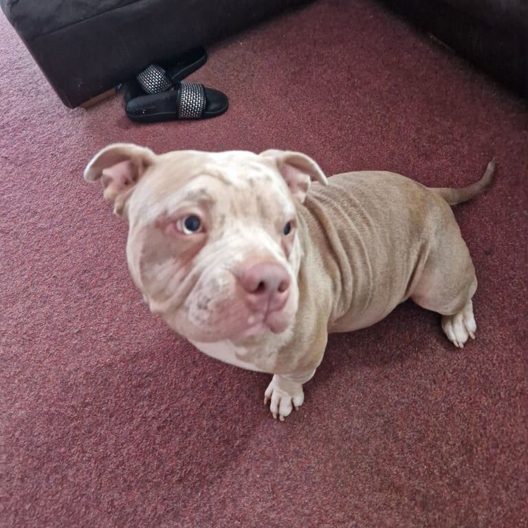 American Bulldog puppies for sale in North Hayling, Hampshire – KC registered, 1 year old - Image 2 of 3