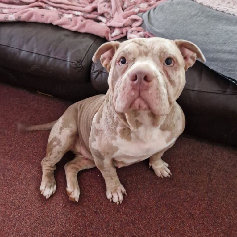 American Bulldog puppies for sale in North Hayling, Hampshire – KC registered, 1 year old - Image 3 of 3