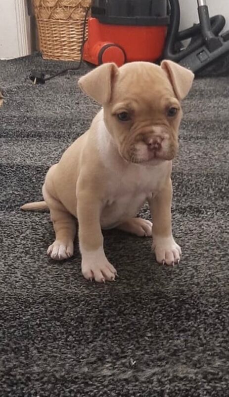 American Bulldog puppies for sale in Northfield, West Midlands – 10 weeks old
