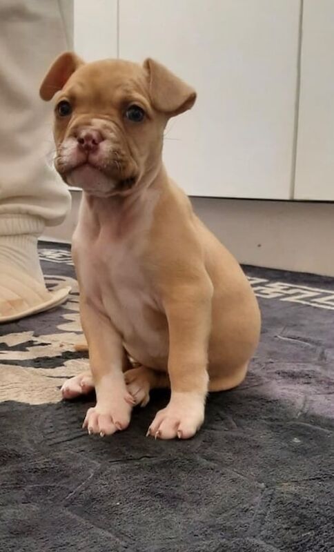 American Bulldog puppies for sale in Northfield, West Midlands – 10 weeks old - Image 2 of 3