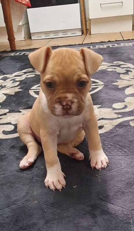 American Bulldog puppies for sale in Northfield, West Midlands – 10 weeks old - Image 3 of 3
