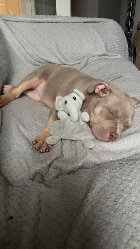 American Bulldog puppies for sale in Armadale, West Lothian – 11 weeks old