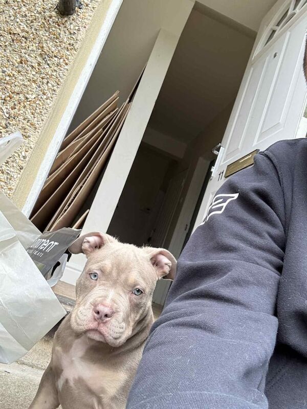 American Bulldog puppies for sale in Armadale, West Lothian – 11 weeks old - Image 3 of 3