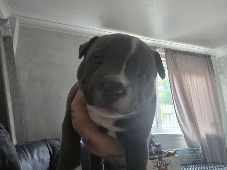 American Bulldog puppies for sale in Irvine, Ayrshire and Arran – 5 weeks old