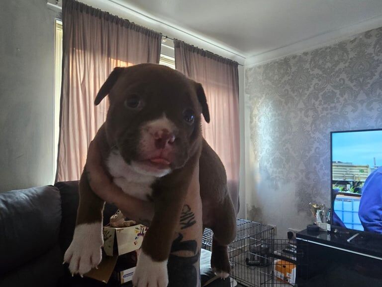 American Bulldog puppies for sale in Irvine, Ayrshire and Arran – 5 weeks old - Image 2 of 2