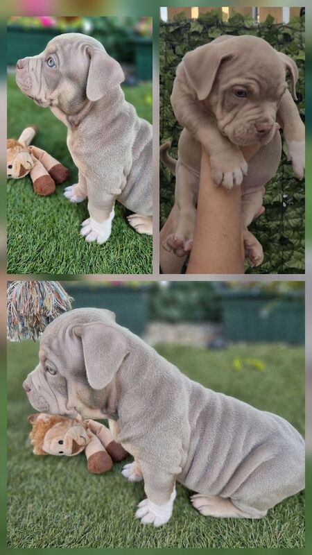 American Bulldog puppies for sale in Aberdeen, City of Aberdeen – 8 weeks old