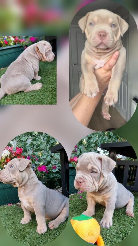 American Bulldog puppies for sale in Aberdeen, City of Aberdeen – 8 weeks old - Image 2 of 3