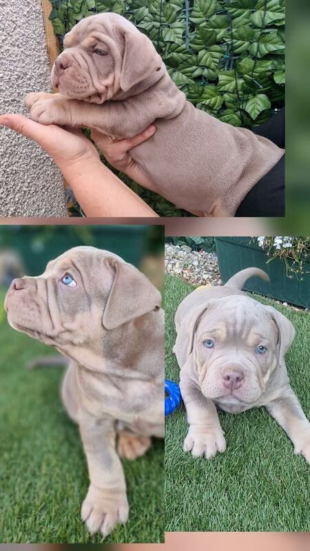 American Bulldog puppies for sale in Aberdeen, City of Aberdeen – 8 weeks old - Image 3 of 3