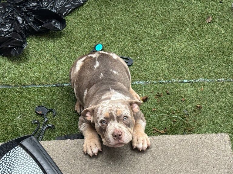 American Bulldog puppies for sale in Beeston, West Yorkshire – 9 weeks old