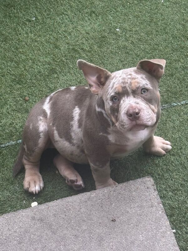American Bulldog puppies for sale in Beeston, West Yorkshire – 9 weeks old - Image 2 of 3