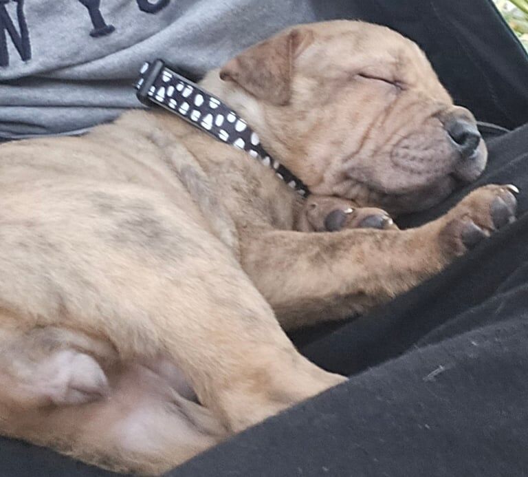 American Bulldog puppies for sale in Long Eaton, Derbyshire – 7 weeks old
