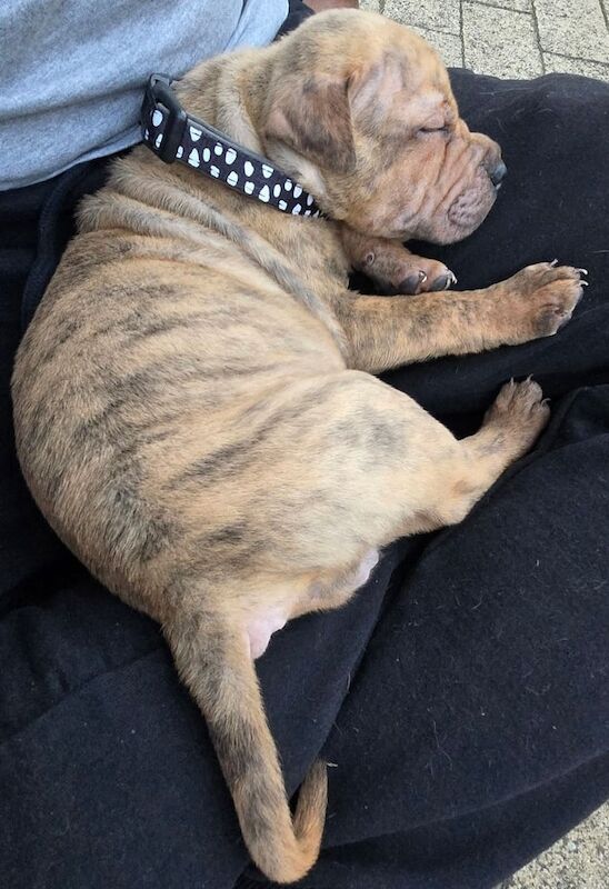 American Bulldog puppies for sale in Long Eaton, Derbyshire – 7 weeks old - Image 3 of 3
