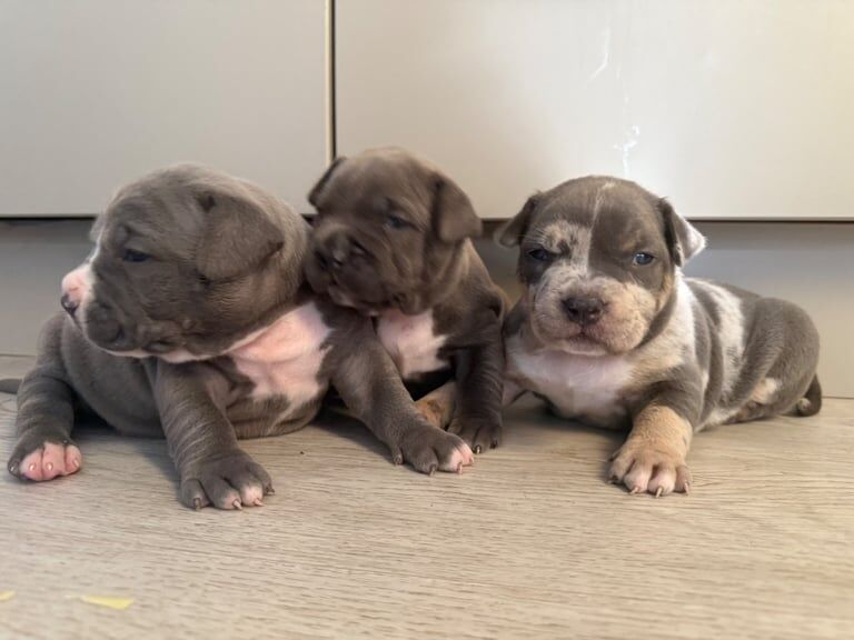 American Bulldog puppies for sale in Wraysbury, Berkshire – KC registered, 3 weeks old