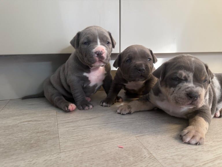 American Bulldog puppies for sale in Wraysbury, Berkshire – KC registered, 4 weeks old - Image 3 of 3