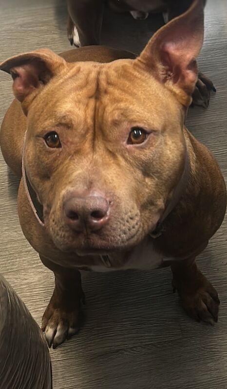 American Bulldog puppies for sale in Denholme, West Yorkshire – 2 years old - Image 2 of 4