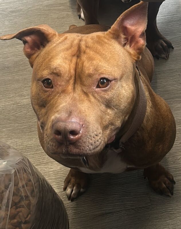 American Bulldog puppies for sale in Denholme, West Yorkshire – 2 years old - Image 3 of 4