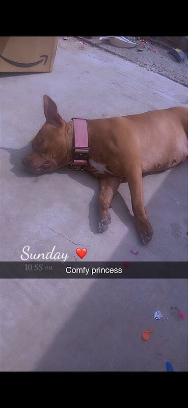 American Bulldog puppies for sale in Denholme, West Yorkshire – 2 years old - Image 4 of 4