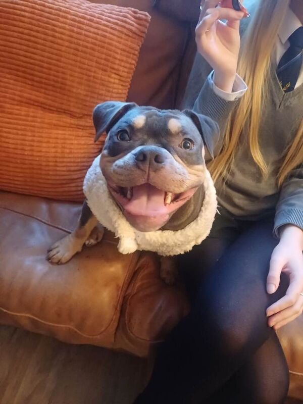 Pocket bully - Image 2 of 3