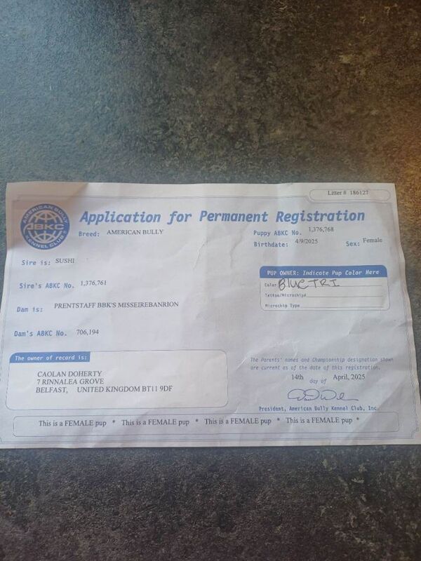 Pocket bully - Image 3 of 3