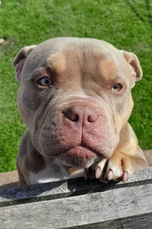 American Bulldog puppies for sale in Turriff, Aberdeenshire – KC registered, 1 year old