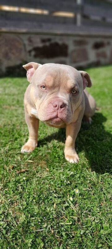 American Bulldog puppies for sale in Turriff, Aberdeenshire – KC registered, 1 year old - Image 2 of 3